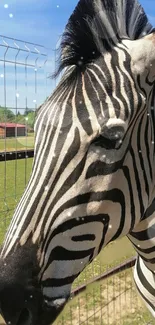 Close-up of a zebra behind a fence displaying its stripes.