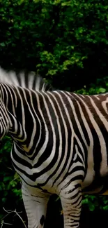 Zebra standing in lush green forest background.