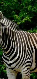 Zebra standing amidst lush green foliage, showcasing stripes.