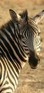 Zebra with black and white stripes in natural habitat on mobile wallpaper.