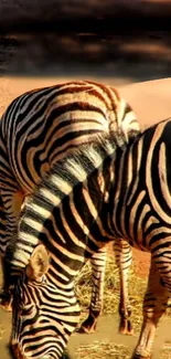 Zebra Mammal Terrestrial Animal Live Wallpaper