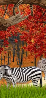 Zebra Plant Plant Community Live Wallpaper