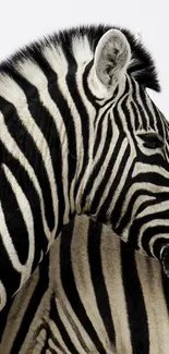 Zebra with striking black and white stripes on a phone wallpaper.