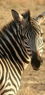 Zebra with striking black stripes on a beige background.