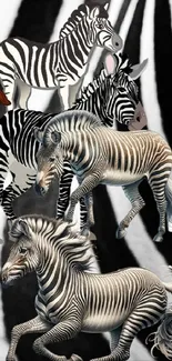 Vibrant zebra print mobile wallpaper showcasing elegant black and white stripes.