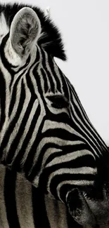 Close-up of zebra stripes mobile wallpaper.