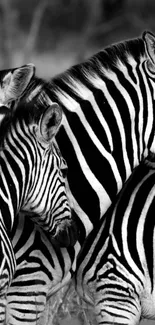 Black and white zebra stripes wallpaper image.