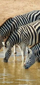 Three zebras drinking at a waterhole in a safari landscape.