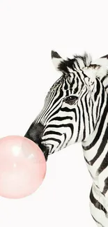 Zebra blowing a pink bubblegum with white background.