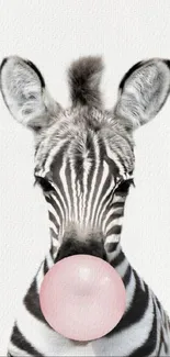 Zebra with pink bubblegum on white background wallpaper.