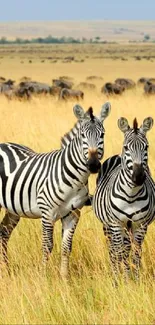 Three zebras standing in a golden savannah, surrounded by open grasslands.