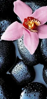 Pink orchid on dewy black stones wallpaper.