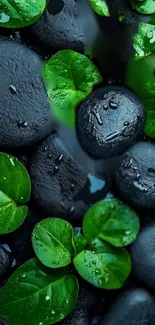 Smooth black stones with fresh green leaves, perfect for mobile wallpaper.