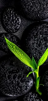 Zen stones with green leaf wallpaper
