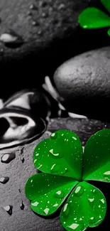 Calm black stones with dewy green shamrocks
